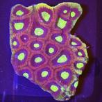 Favia Ultra Dragon Soul M (Circa 9 ogen), Dieren en Toebehoren, Vogels | Duiven