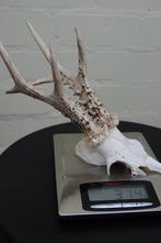 jachttroffee reebok Schedel - capreolus capreolus - 0 cm - 0, Verzamelen, Nieuw