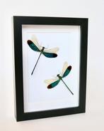 Libel Taxidermie volledige montage - Neurobasis chinensis -