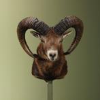 Moeflon Taxidermie Opgezette Dieren By Max, Verzamelen, Ophalen of Verzenden, Nieuw, Wild dier, Opgezet dier
