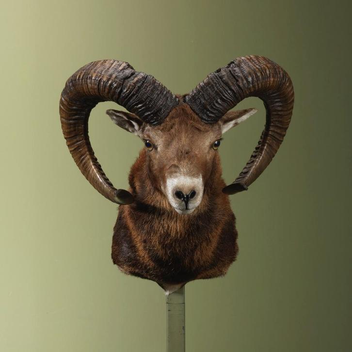 Moeflon Taxidermie Opgezette Dieren By Max, Verzamelen, Dierenverzamelingen, Opgezet dier, Nieuw, Wild dier, Ophalen of Verzenden
