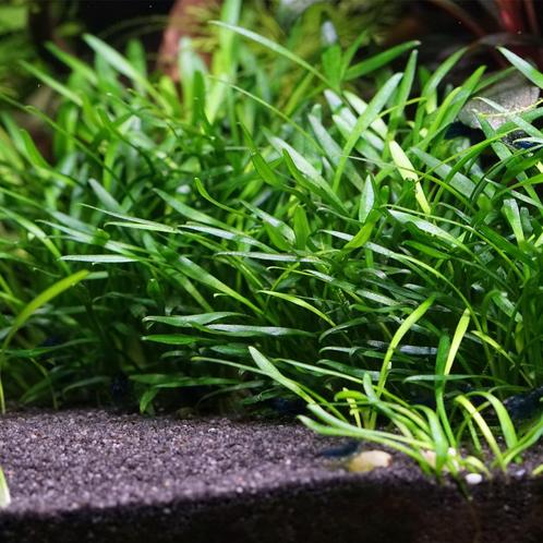 Tropica Cryptocoryne parva - In Vitro, Dieren en Toebehoren, Vissen | Aquaria en Toebehoren, Nieuw, Verzenden
