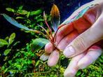 Bucephalandra Ulysses In Vitro, Animaux & Accessoires, Poissons | Aquariums & Accessoires, Verzenden