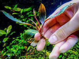 Bucephalandra Ulysses In Vitro, Dieren en Toebehoren, Vissen | Aquaria en Toebehoren, Nieuw, Verzenden