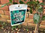 Sierstam - Viburnum Tinus (x1) ,acer rood(1), acer groen (1), Tuin en Terras