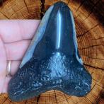 Megalodon Tand - Carcharocles Megalodon - Fossil Tooth - 120
