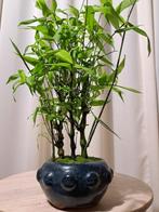 Boeddhas buik bamboe (Bambusa ventricosa) bonsai - Hoogte