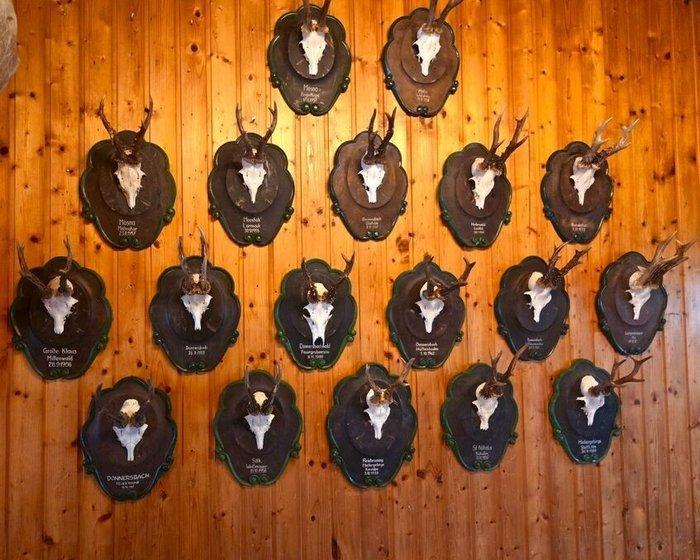 Chevreuil Support de corps entier pour taxidermie -, Collections, Collections Animaux