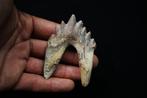 Primitieve walvis, Extraordinair kiezen van Basilosaurus -, Verzamelen