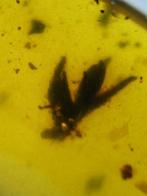 Amber - Barnsteen - flower in amber - 19 mm - 10 mm, Verzamelen