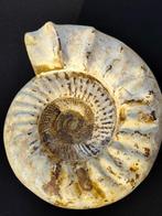 Ammonite blanche rare, grande et épaisse. - Carapace, Verzamelen