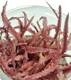 Cryptocoryne balansae Pink - In vitro, Dieren en Toebehoren, Verzenden, Nieuw
