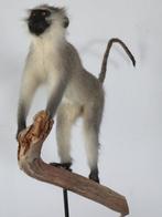Vervet Monkey - Taxidermie volledige montage - Chlorocebus, Collections, Collections Animaux