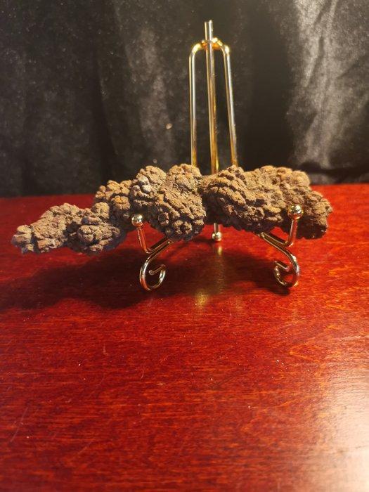 181 g XL 13,0 x 3,30 cm Fossiele uitwerpselen van een, Verzamelen, Mineralen en Fossielen