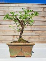potentilla fruticosa bonsai in bonsaischaal - Hoogte (boom):