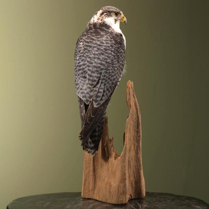 Hybride Valk Taxidermie Opgezette Dieren By Max, Verzamelen, Dierenverzamelingen, Opgezet dier, Nieuw, Vogel, Ophalen of Verzenden