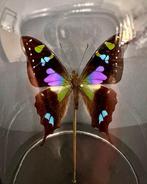 Vlinder Taxidermie volledige montage - Graphium Weiskei - 18, Nieuw