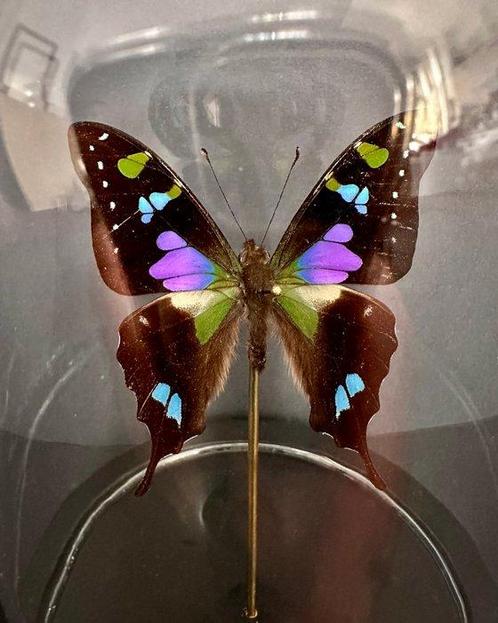 Vlinder Taxidermie volledige montage - Graphium Weiskei - 18, Verzamelen, Dierenverzamelingen