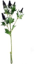 Erynchium Distel Zijdenbloem Blauw 77 cm per stuk