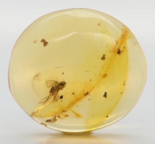 Ambre - Ambre - Brachycera Fly Fossil Inclusion (2976) -, Verzamelen, Mineralen en Fossielen