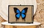 Vlinder Taxidermie volledige montage - Papilio ulysses - 13