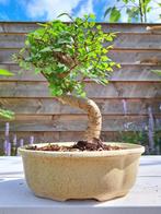 Bonsaï Orme de Chine (Ulmus parviflora) - Hauteur (arbre) :