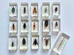 Themacollectie - Collectie insecten in resinblokken - RBA