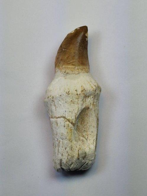 Mosasaure - Dent fossile - 10.5 cm  (Sans Prix de Réserve), Verzamelen, Mineralen en Fossielen