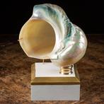 Turban en nacre - Coquillage marin sur bois et base, Collections