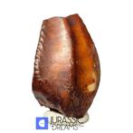 Uiterst zeldzaam iguanodontide (vergelijkbaar met