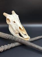 Gemsbok Schedel - Oryx gazella - skull + horns - 25.5 cm -, Verzamelen, Dierenverzamelingen, Nieuw