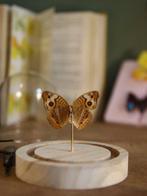 Papillon Support de corps entier pour taxidermie -, Antiquités & Art, Curiosités & Brocante