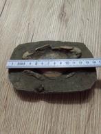 Crabe Carapace - Charybdis sp - 3 cm - 8 cm - 15 cm - 1