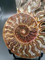 Ammoniet - Gefossiliseerde schelp - Cleoniceras sp. - 9.1 cm