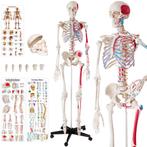 Menselijke anatomie skelet met spier- en bot markering - wit