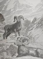 Arazzo in Jacquard van Alpaca met Mufloni in de bergen -, Antiek en Kunst