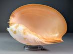 Coquille de mollusque Heavy Baler Coquillage marin - Melo, Nieuw