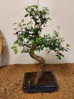 Japanese iep bonsai (Zelkova) - Hoogte (boom): 29 cm -