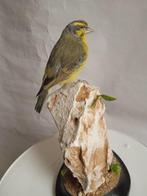groene zingende vink Taxidermie volledige montage -, Nieuw