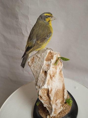 groene zingende vink Taxidermie volledige montage -