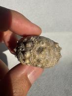 Zee-egel - Gefossiliseerd dier - Conopygus - 3.8 cm (Zonder, Verzamelen