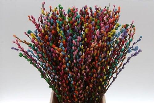 Katjeswilg gekleurde wilgenkatjes salix rainbow bundel 10, Hobby & Loisirs créatifs, Bricolage