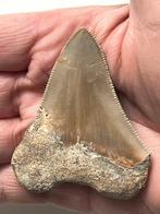 Dent de mégalodon 6,8 cm - Dent fossile - Carcharocles