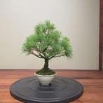 Pinus parviflora - Hoogte (boom): 29 cm - Diepte (boom): 26