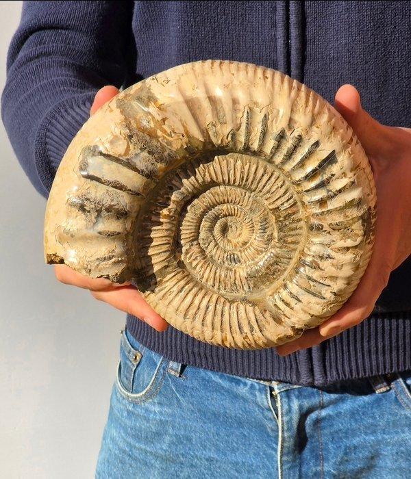 Grote ammoniet - Gefossiliseerde schelp - Perisphinctid - 20, Verzamelen, Mineralen en Fossielen