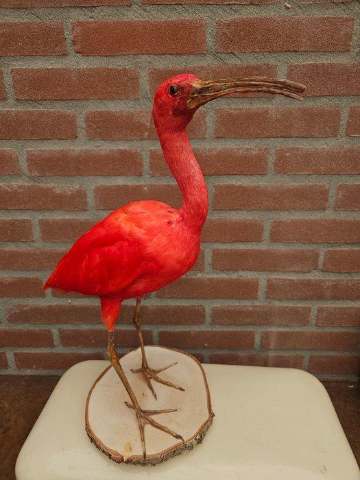 Rode ibis Taxidermie volledige montage - eudocimus ruber -, Verzamelen, Dierenverzamelingen