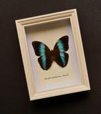 Papillon Support de corps entier pour taxidermie - Morpho