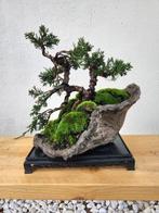 Jeneverbes bonsai (Juniperus) - Hoogte (boom): 32 cm -, Antiek en Kunst