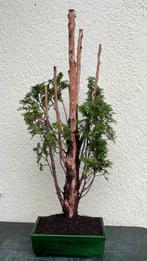 Bonsai Thuja - Hoogte (boom): 86 cm - Diepte (boom): 45 cm -, Antiquités & Art