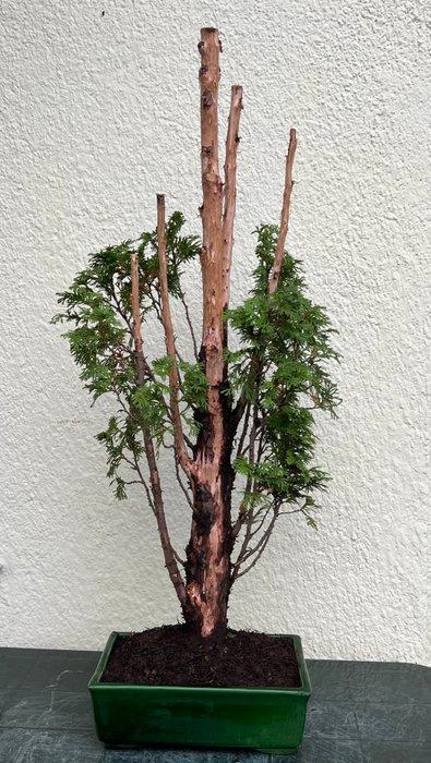 Bonsai Thuja - Hoogte (boom): 86 cm - Diepte (boom): 45 cm -, Antiquités & Art, Art | Peinture | Classique